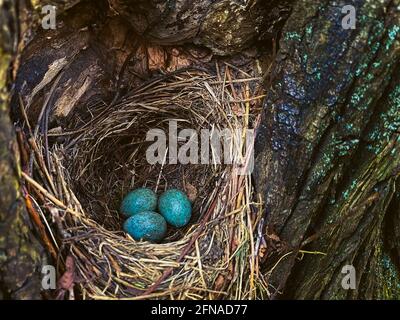Tre uova song thrush in un vecchio albero cavo. Primavera nel selvaggio. Nido di Songbird. Colore delle uova come per Pasqua. Tempo di annidamento! La primavera è in arrivo! Foto Stock