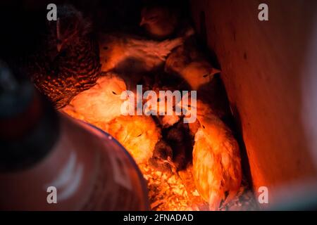 Fledglings in una scatola di riproduzione del pollo Foto Stock