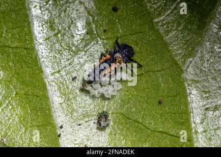 Asian Lady Beetle larve della specie Harmonia axyridis mangiare afidi su una pianta di hibiscus Foto Stock