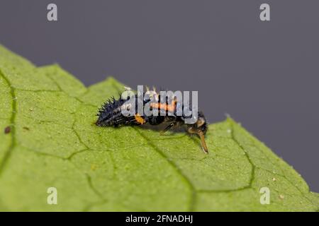 Asian Lady Beetle larve della specie Harmonia axyridis mangiare afidi su una pianta di hibiscus Foto Stock