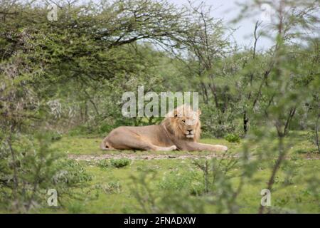 Lato sul ritratto del leone selvaggio (Panthera leo) che riposa e guarda la macchina fotografica Etosha National Park, Namibia. Foto Stock