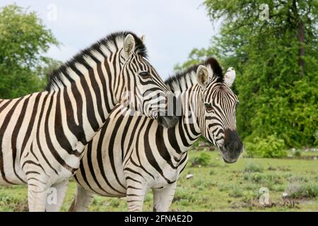 Lato sul ritratto di due zebra selvaggia del Burchell (Equus quagga burchellii) coccolando Etosha National Park, Namibia. Foto Stock
