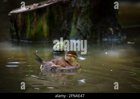 Anatra maledetta nordamericana (Oxyura jamaicensis) Foto Stock