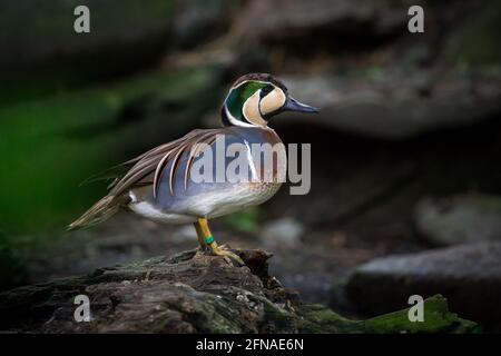 Anatra teale Baikal (Anas formosa) Foto Stock