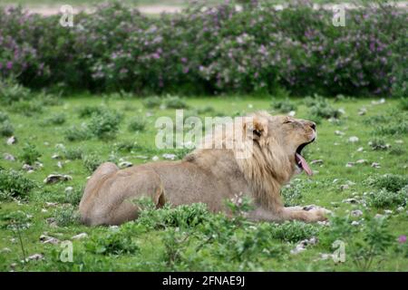 Lato sul ritratto di leone selvaggio (Panthera leo) che giace a terra e che sbadia nel Parco Nazionale di Etosha, Namibia. Foto Stock