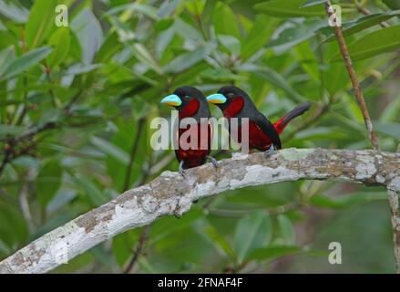 Broadbill nero-rosso (Cymbirhynchus macrorhynchos macrorhynchos) coppia arroccata sul ramo morto Sabah, Borneo Gennaio Foto Stock