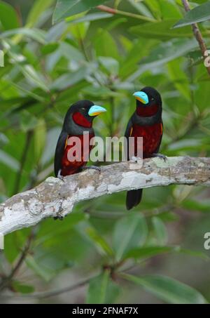 Broadbill nero-rosso (Cymbirhynchus macrorhynchos macrorhynchos) coppia arroccata sul ramo morto Sabah, Borneo Gennaio Foto Stock