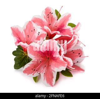Azalea fiori isolati su sfondo bianco Foto Stock