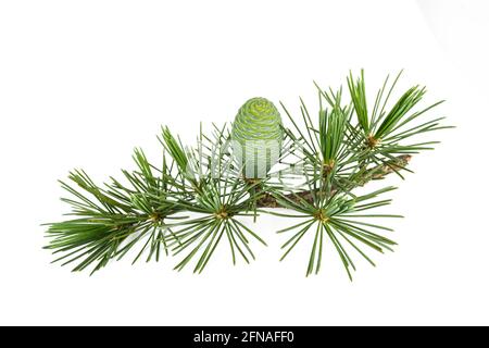 Rametto di cedro deodara con cono isolato su sfondo bianco Foto Stock