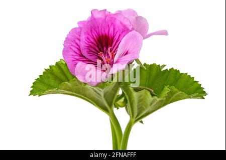 Fiori di geranio isolati su sfondo bianco Foto Stock