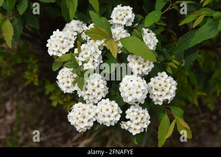 Scatto ad alto angolo di un mazzo di spirea di corona nuziale un giardino Foto Stock