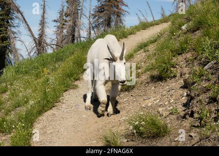 Capra di montagna cauto scendendo sentiero escursionistico in ghiacciaio Foto Stock