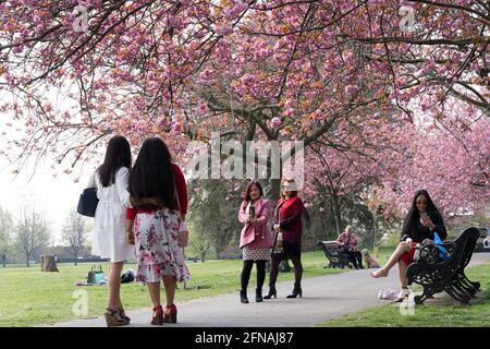 Gruppi di donne hanno scattato foto con la fioritura dei ciliegi nella Greater London Greenwich Park, Inghilterra, Regno Unito Foto Stock