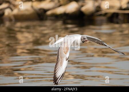 Seagull ha cacciato un pesce sul lago di Costanza Ad Altenrhein in Svizzera 28.4.2021 Foto Stock