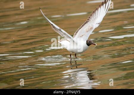 Seagull ha cacciato un pesce sul lago di Costanza Ad Altenrhein in Svizzera 28.4.2021 Foto Stock