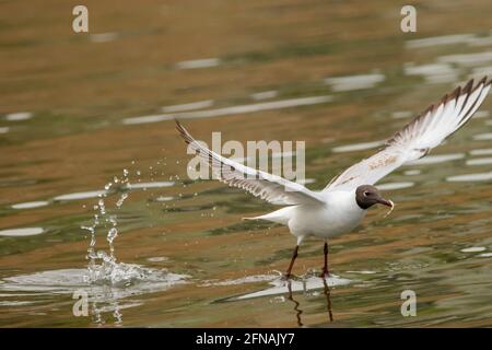 Seagull ha cacciato un pesce sul lago di Costanza Ad Altenrhein in Svizzera 28.4.2021 Foto Stock