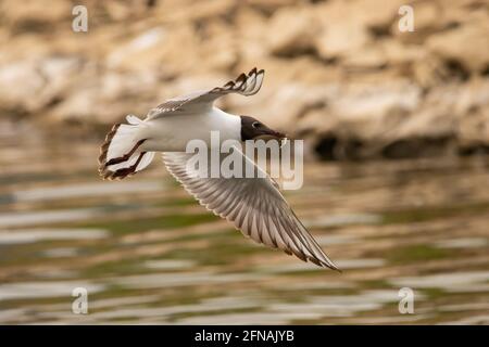 Seagull ha cacciato un pesce sul lago di Costanza Ad Altenrhein in Svizzera 28.4.2021 Foto Stock