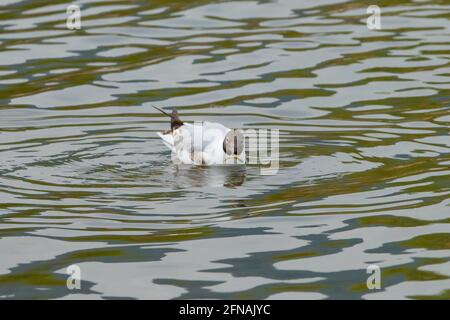 Seagull ha cacciato un pesce sul lago di Costanza Ad Altenrhein in Svizzera 28.4.2021 Foto Stock