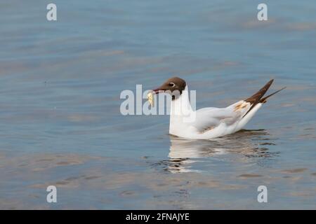 Seagull ha cacciato un pesce sul lago di Costanza Ad Altenrhein in Svizzera 28.4.2021 Foto Stock