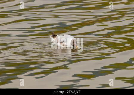 Seagull ha cacciato un pesce sul lago di Costanza Ad Altenrhein in Svizzera 28.4.2021 Foto Stock