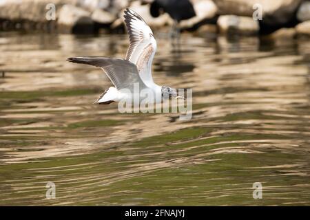 Seagull ha cacciato un pesce sul lago di Costanza Ad Altenrhein in Svizzera 28.4.2021 Foto Stock