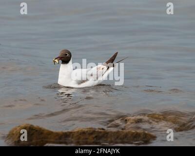 Seagull ha cacciato un pesce sul lago di Costanza Ad Altenrhein in Svizzera 28.4.2021 Foto Stock