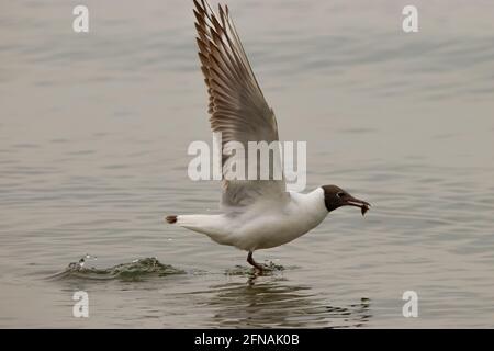 Seagull ha cacciato un pesce sul lago di Costanza Ad Altenrhein in Svizzera 28.4.2021 Foto Stock