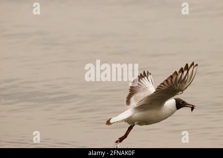 Seagull ha cacciato un pesce sul lago di Costanza Ad Altenrhein in Svizzera 28.4.2021 Foto Stock