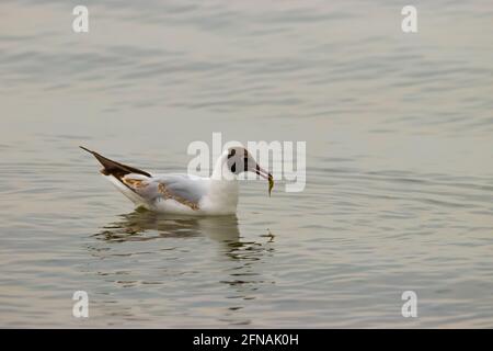 Seagull ha cacciato un pesce sul lago di Costanza Ad Altenrhein in Svizzera 28.4.2021 Foto Stock