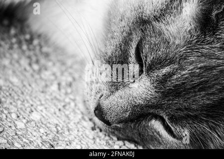 Colpo di primo piano in scala di grigi di un gatto che dormiva Foto Stock