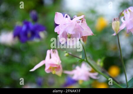 Aquilegia rosa in giardino primaverile. Fiori rosa di aquilegia su sfondo naturale. Foto Stock