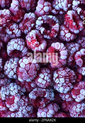 Sfondo di lamponi rossi congelati ricoperti di brina. Primo piano. Messa a fuoco morbida o selettiva. Texture frutta verticale Foto Stock