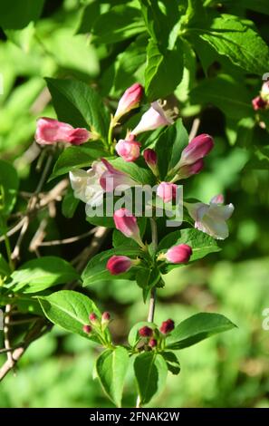 Bella fiori rosa Weigela florida. Fiori di weigela florida. Giardino fiorito in giardino di primavera in giornata di sole. Foto Stock