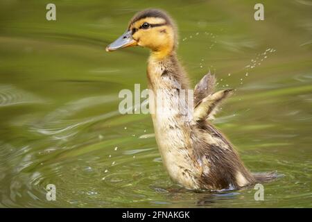 Mallard Duckling in primavera, allargando le ali Foto Stock