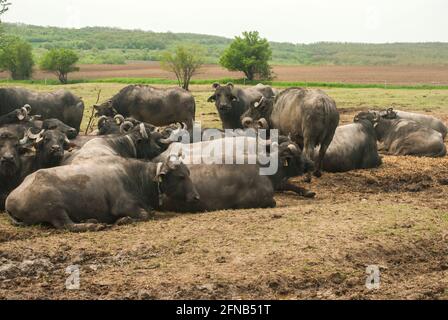 Allevamento di bufali d'acqua che pascolano in fattoria di campagna Foto Stock