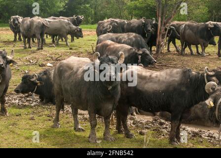 Allevamento di bufali d'acqua che pascolano in fattoria di campagna Foto Stock