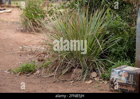 Limone Grass pianta della specie Cymbopogon citratus con selettivo messa a fuoco Foto Stock