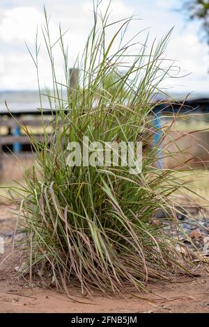 Limone Grass pianta della specie Cymbopogon citratus con selettivo messa a fuoco Foto Stock