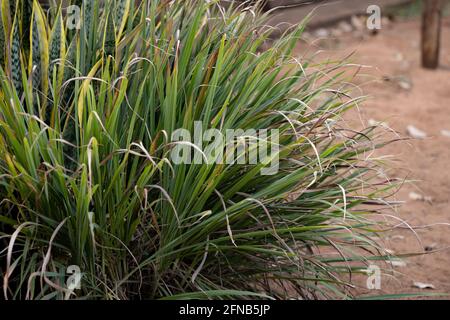 Limone Grass pianta della specie Cymbopogon citratus con selettivo messa a fuoco Foto Stock