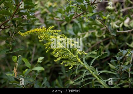 Pianta di rod d'oro di anice della specie Solidago chilensis con selettivo messa a fuoco Foto Stock