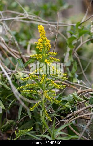 Pianta di rod d'oro di anice della specie Solidago chilensis con selettivo messa a fuoco Foto Stock