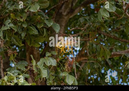 Albero di approvvigionamento brasiliano della specie Pachira aquatica Foto Stock