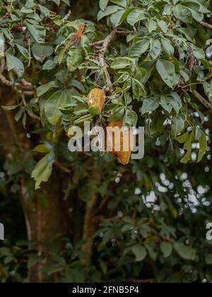 Albero di approvvigionamento brasiliano della specie Pachira aquatica Foto Stock