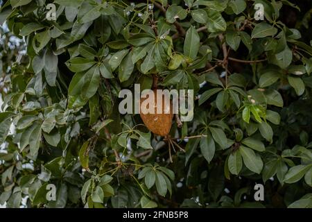 Albero di approvvigionamento brasiliano della specie Pachira aquatica Foto Stock