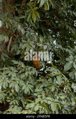 Albero di approvvigionamento brasiliano della specie Pachira aquatica Foto Stock