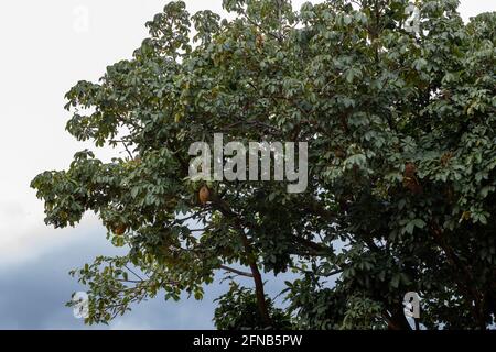 Albero di approvvigionamento brasiliano della specie Pachira aquatica Foto Stock