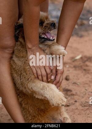 cane domestico in una fattoria con fuoco selettivo Foto Stock