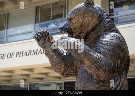 Statua in bronzo per gli orsi della Mercer University di fronte all'edificio del College of Pharmacy nel campus di Mercer's Atlanta, Georgia. (STATI UNITI) Foto Stock