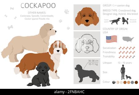 Cockapoo mix razza clipart. Pose diverse, colori del rivestimento. Illustrazione vettoriale Illustrazione Vettoriale