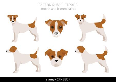 Parson Russel terrier clipart. Pose diverse, colori del rivestimento. Illustrazione vettoriale Illustrazione Vettoriale